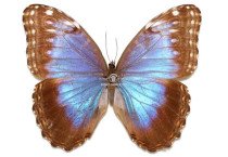 MORPHO HELENOR OCTAVIA 